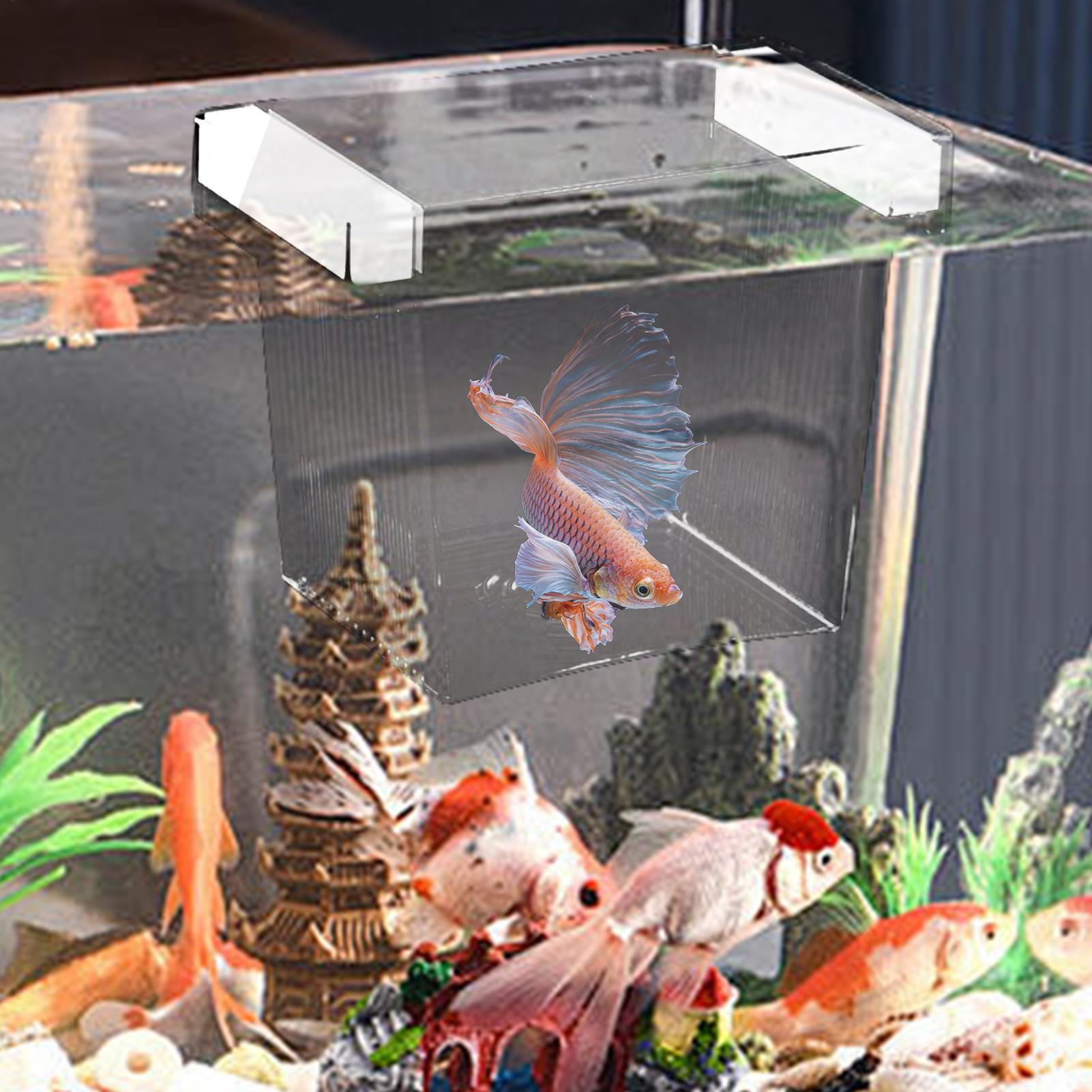 フローティングフィッシュブリーディングアイソレーションボック - Aquarium Fish Betta のレビューと価格