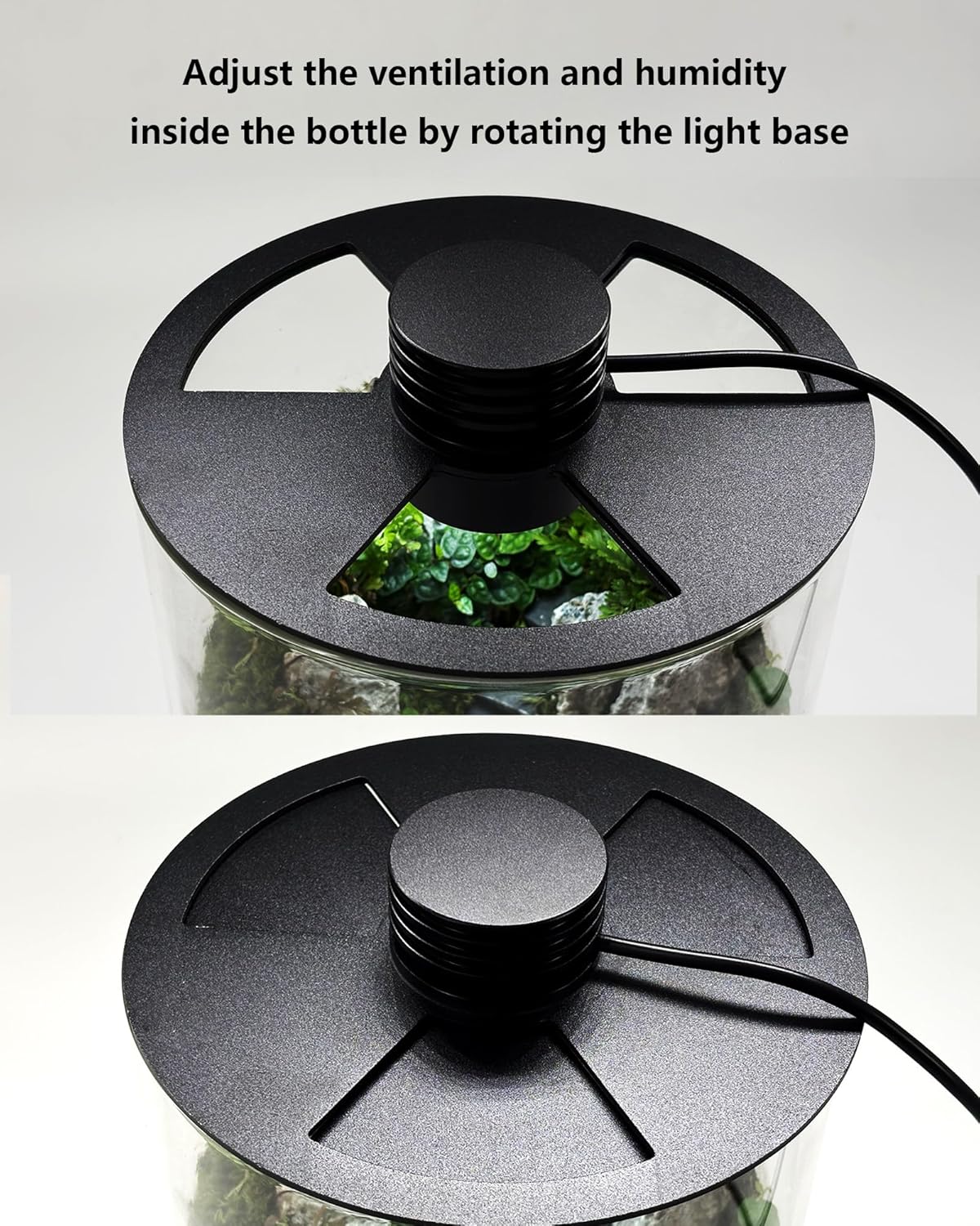 屋内ガラス製テラリウム（育成ライト付き）、高さ9.8インチ× - Betta Fish Tank のレビューと価格