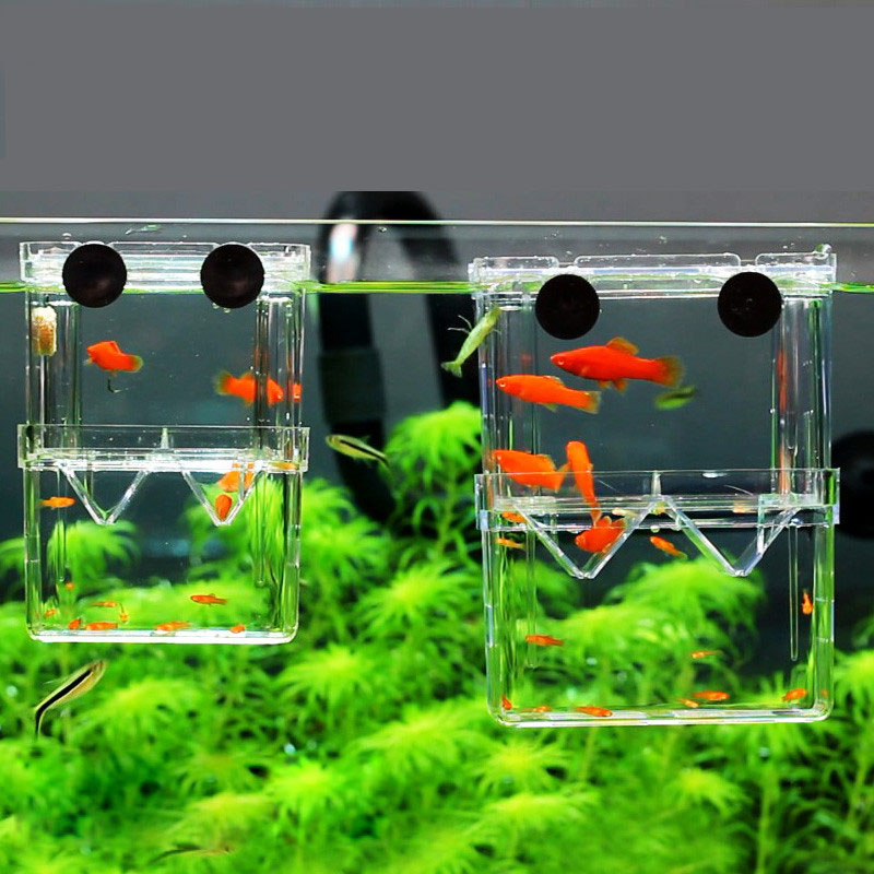孔雀魚繁殖隔離ボックス水槽水族館ブリーダーボックス二重穴ベタ - Aquarium Fish Betta のレビューと価格